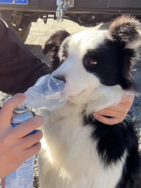 狗有高原反应吗_狗狗去高原注意事项