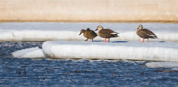 冰雪中的水鸟有哪些_如何拍摄冰雪中的水鸟