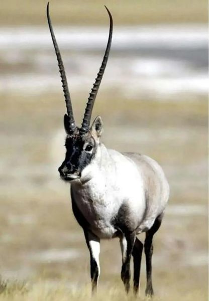 青藏高原特有动物有哪些_它们如何适应高原环境