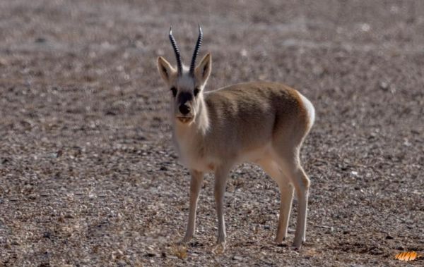 青藏高原特有动物有哪些_它们如何适应高原环境