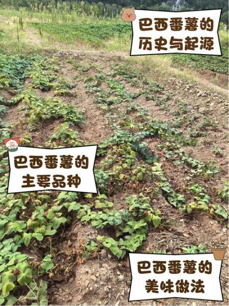 巴西高原土壤类型_适合种植什么作物