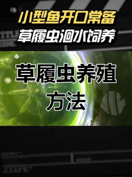 草履虫户外怎么养_草履虫野外采集技巧