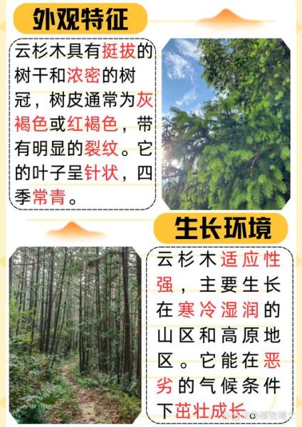 高原云杉适合种哪里_高原云杉耐寒多少度
