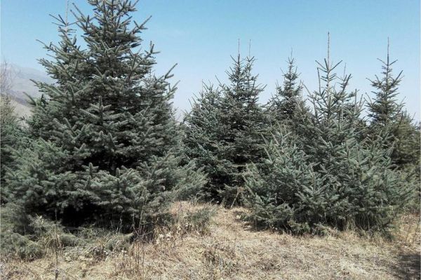 高原云杉适合种哪里_高原云杉耐寒多少度