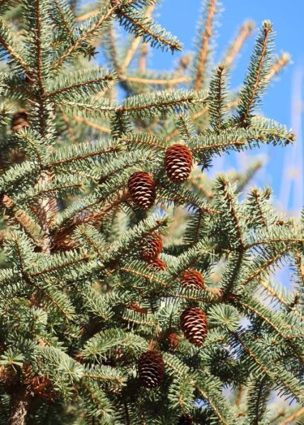 高原云杉适合种哪里_高原云杉耐寒多少度