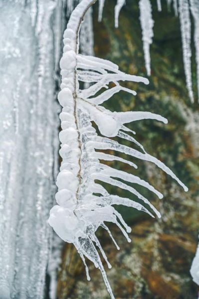 育空河冰雪奇观在哪看_育空河冬天怎么玩