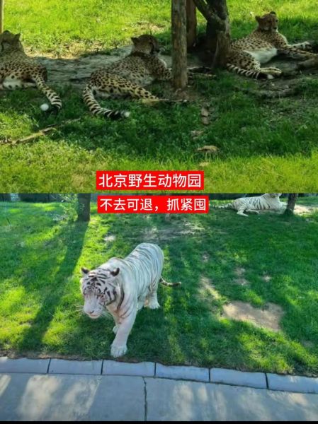 北京动物园和野生动物园哪个好玩_区别对比