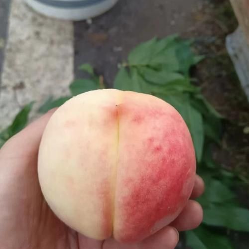北京十四号桃几月成熟_北京十四号桃好吃吗
