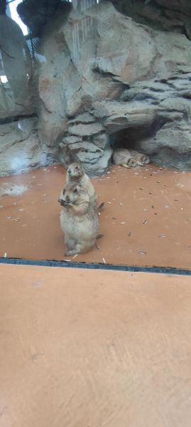 土拨鼠户外怎么样_土拨鼠户外值得买吗