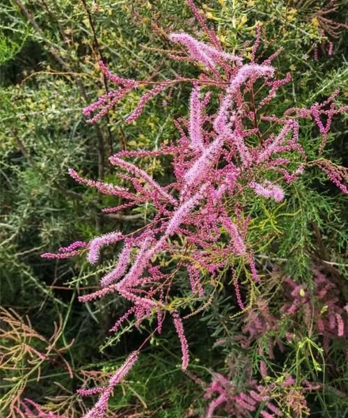 高原杨柳怎么养_高原杨柳耐寒吗