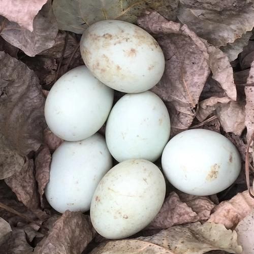 鸭蛋的青藏高原产地_高原鸭蛋营养价值