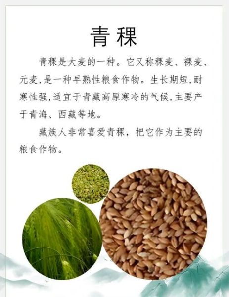 高原青稞怎么吃_高原青稞营养价值