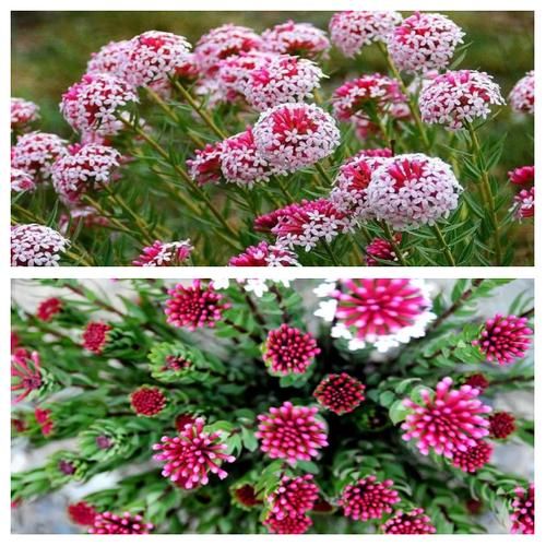 高原狼毒花有毒吗_狼毒花药用价值有哪些