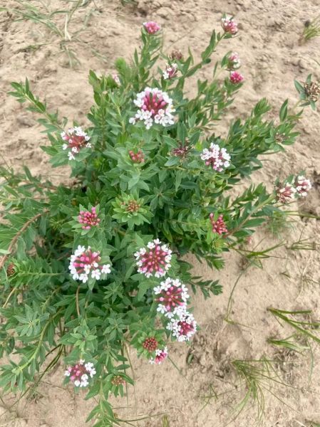 高原狼毒花有毒吗_狼毒花药用价值有哪些
