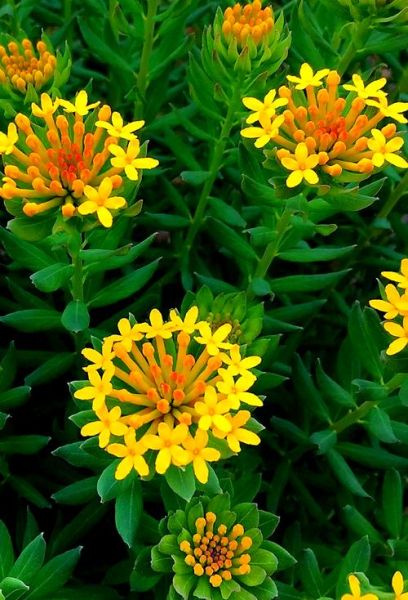 高原狼毒花有毒吗_狼毒花药用价值有哪些