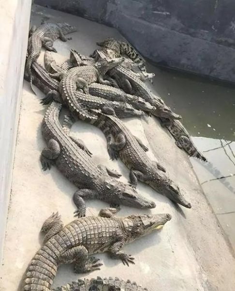 高原能养鳄鱼吗_高原养鳄鱼需要什么条件