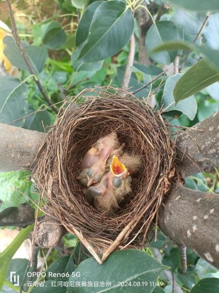 高原吃什么水果_高原水果有哪些