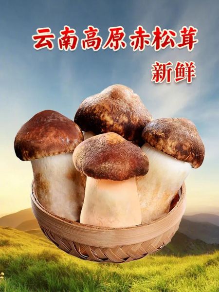 品高原是什么_品高原适合什么人吃