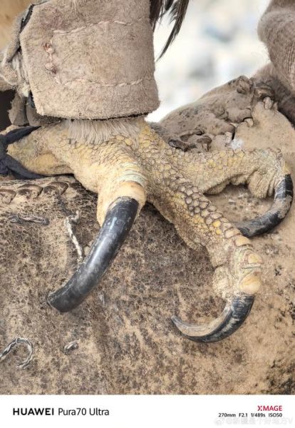 高原三鹰是什么_高原三鹰有哪些看点