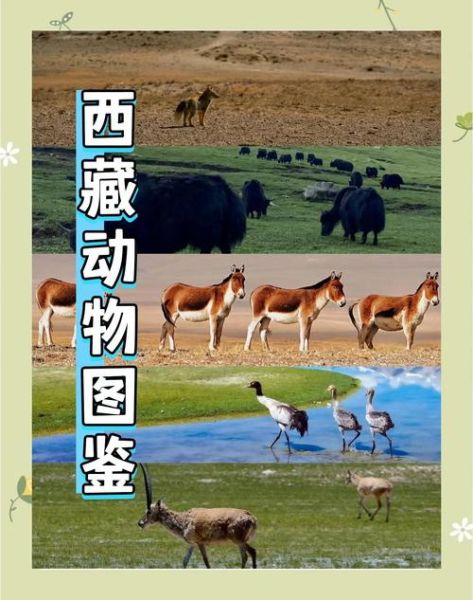 高原动物有哪些_高原动物如何适应缺氧环境