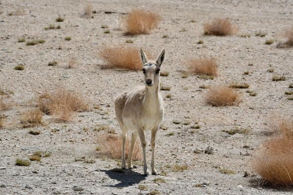 高原动物有哪些_高原动物如何适应缺氧环境