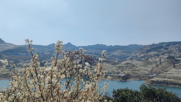 高原樱花花期多久_高原樱花最佳观赏地点