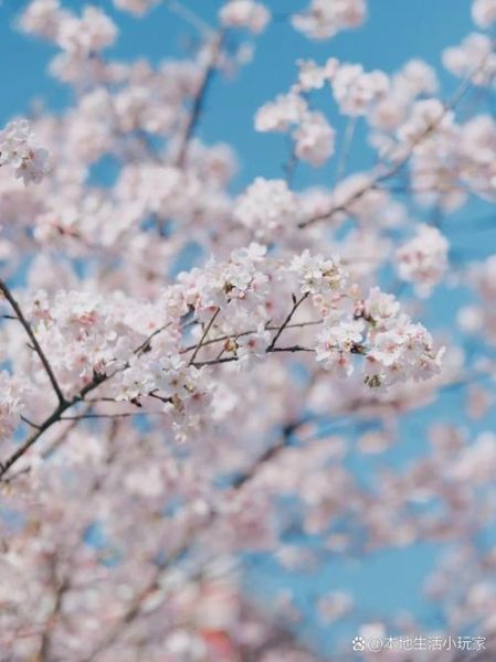 高原樱花花期多久_高原樱花最佳观赏地点