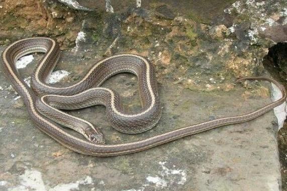 黄土高原蛇有哪些_黄土高原蛇有毒吗