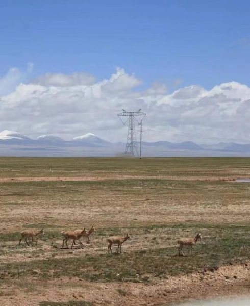 藏羚羊为什么迁徙_藏羚羊迁徙路线地图