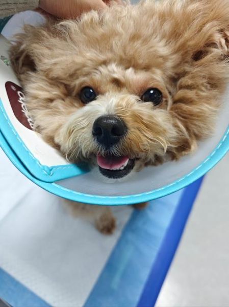 泰迪犬能上高原吗_泰迪犬高原反应症状