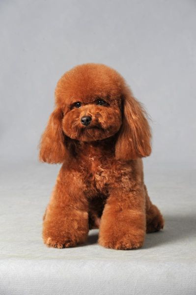 泰迪犬能上高原吗_泰迪犬高原反应症状