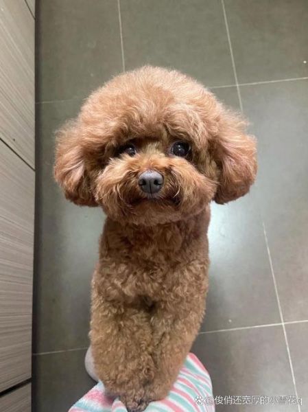 泰迪犬能上高原吗_泰迪犬高原反应症状