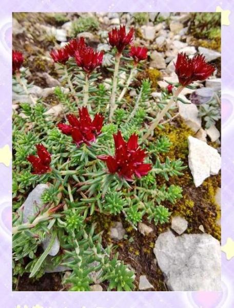 高原反应红景天怎么吃_红景天提前几天吃有效