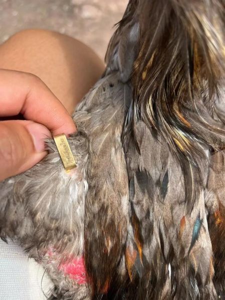 丽江高原鸡哪里买_丽江高原鸡多少钱一斤