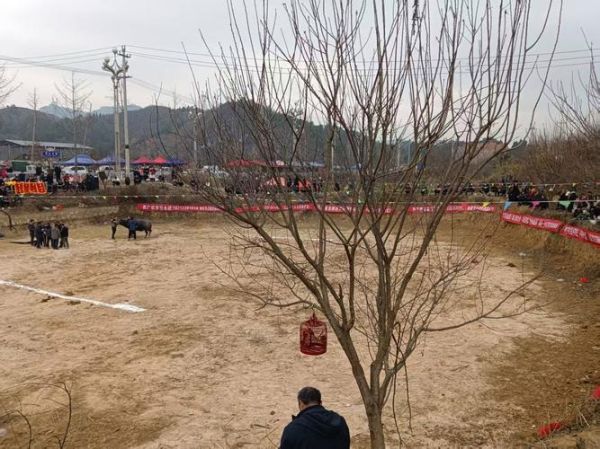 高原斗牛是什么_高原斗牛比赛规则