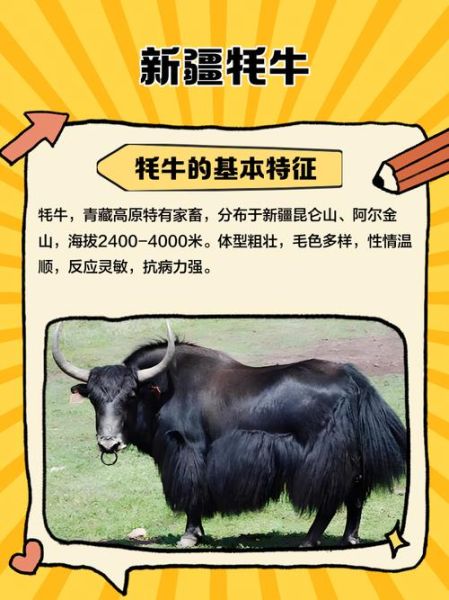 高原养殖什么动物最赚钱_牦牛藏羊养殖技术