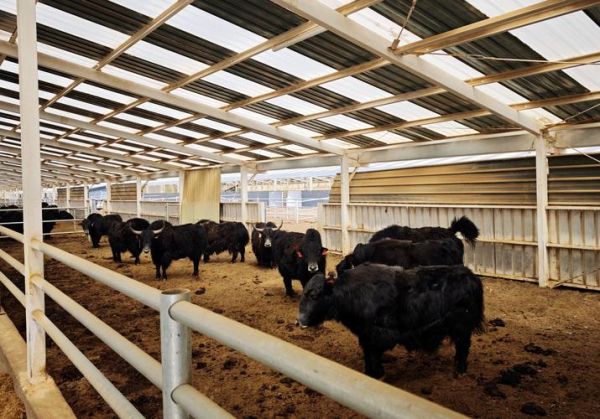 高原养殖什么动物最赚钱_牦牛藏羊养殖技术