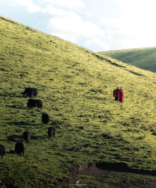 高原赛牛图_如何拍摄出震撼效果