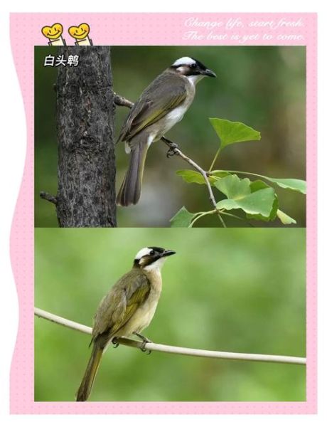 冰雪里的鸟怎么过冬_常见越冬鸟类有哪些