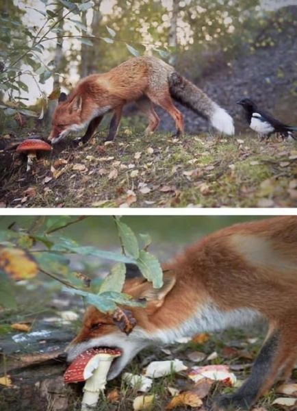 户外狐狸怎么养_户外狐狸吃什么