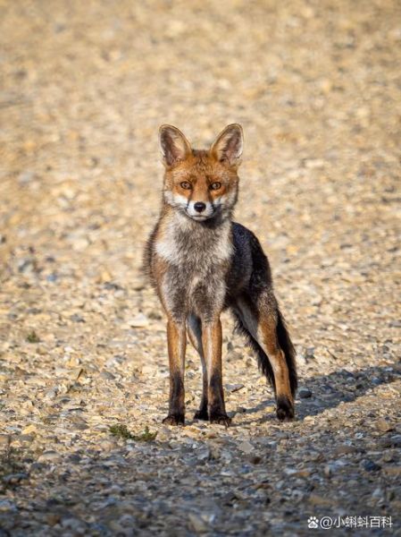 户外狐狸怎么养_户外狐狸吃什么