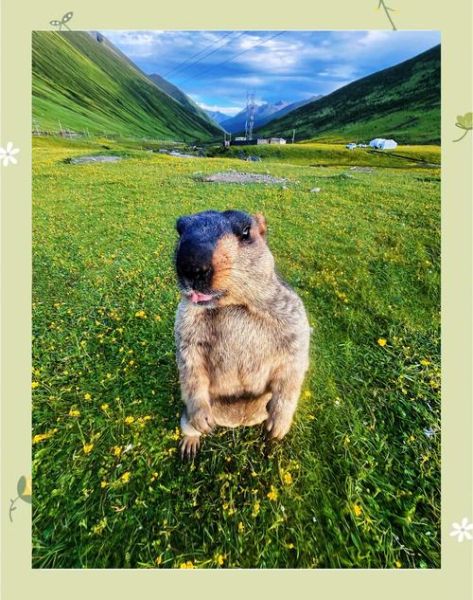 高原土拨鼠怎么养_高原土拨鼠寿命多长