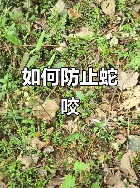 户外防蛇穿什么鞋_被蛇咬了怎么办
