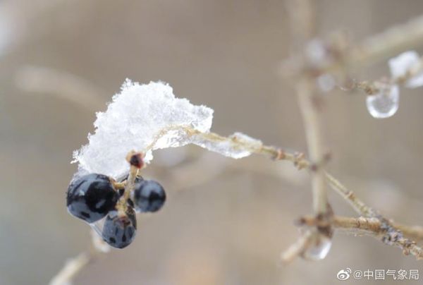 冰雪果实有什么用_冰雪果实怎么获得