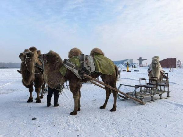 北大荒冰雪有限公司怎么样_北大荒冰雪旅游攻略