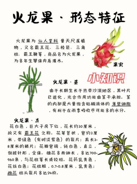 高原火龙果怎么种_高原火龙果营养价值