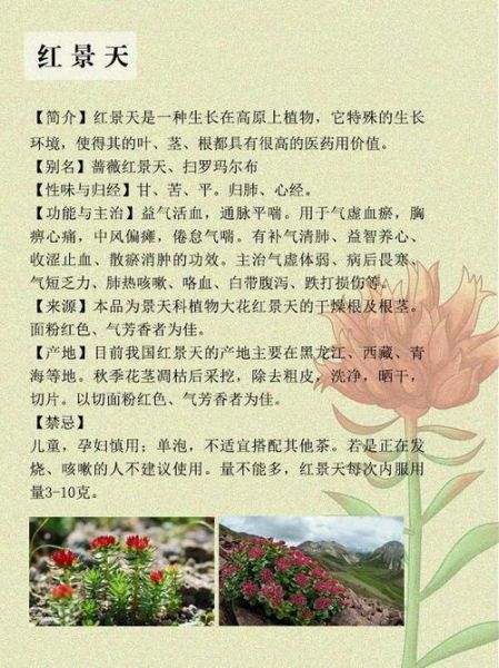 高原提前几天吃红景天_红景天怎么吃效果好