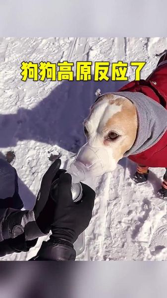 狗狗高原反应怎么办_高原旅行必备指南