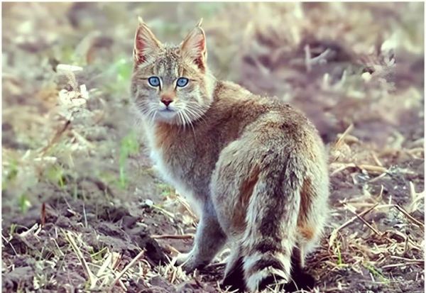 高原猫是什么品种_高原猫能家养吗