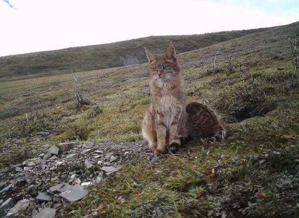 高原猫是什么品种_高原猫能家养吗